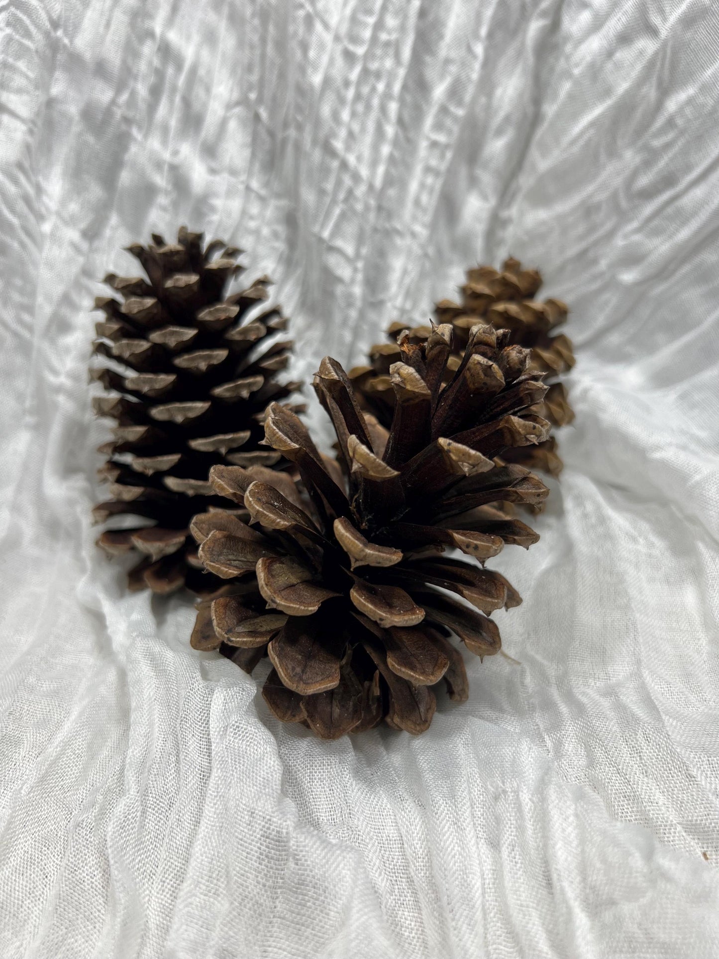 Pine Cone Natural White Pine Cone Gold Wedding Decor Craft Supplies Natural Dried Pine Cones for Home Decor Pine Cone