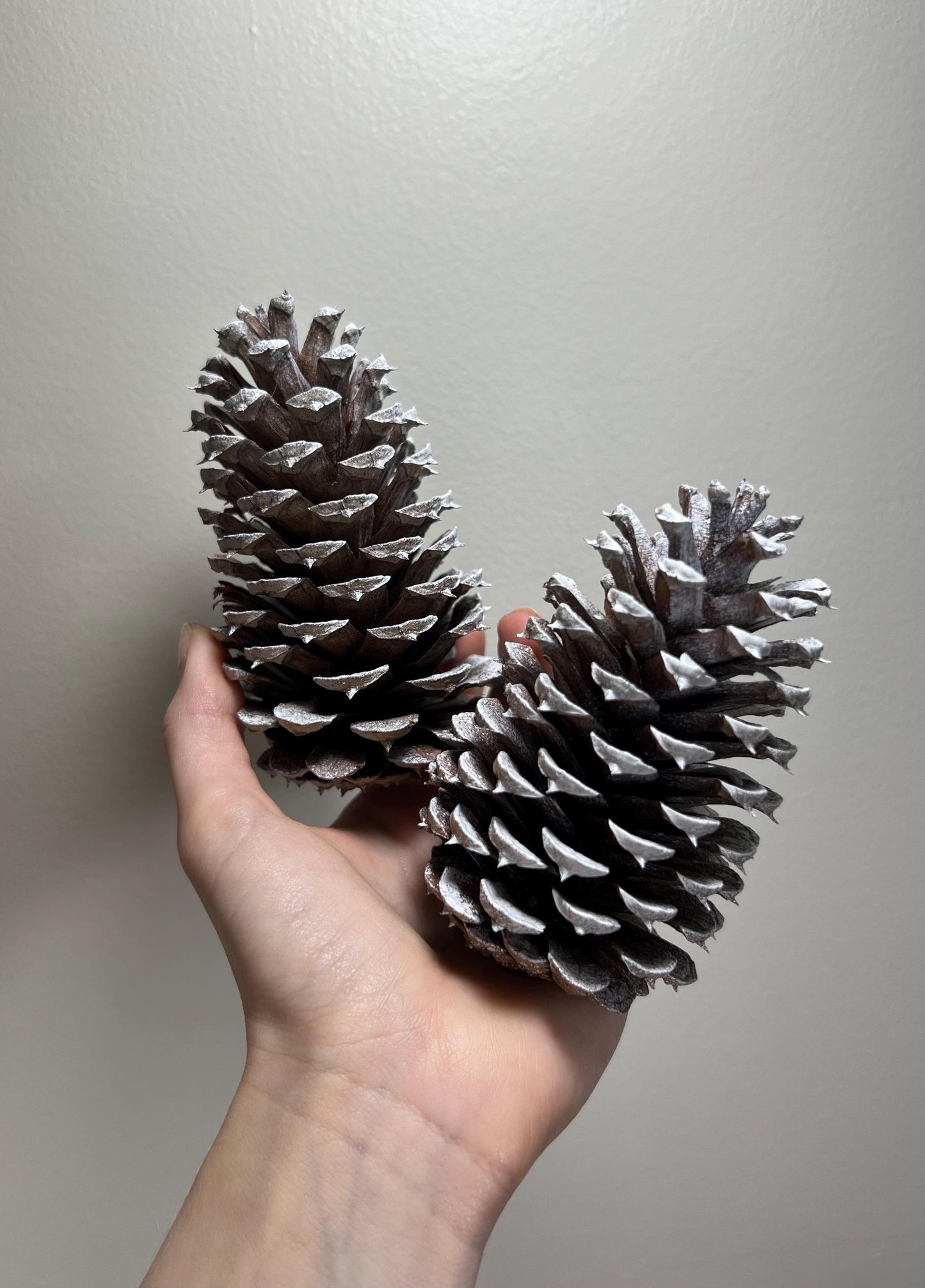 Pine Cone Natural White Pine Cone Gold Wedding Decor Craft Supplies Natural Dried Pine Cones for Home Decor Pine Cone