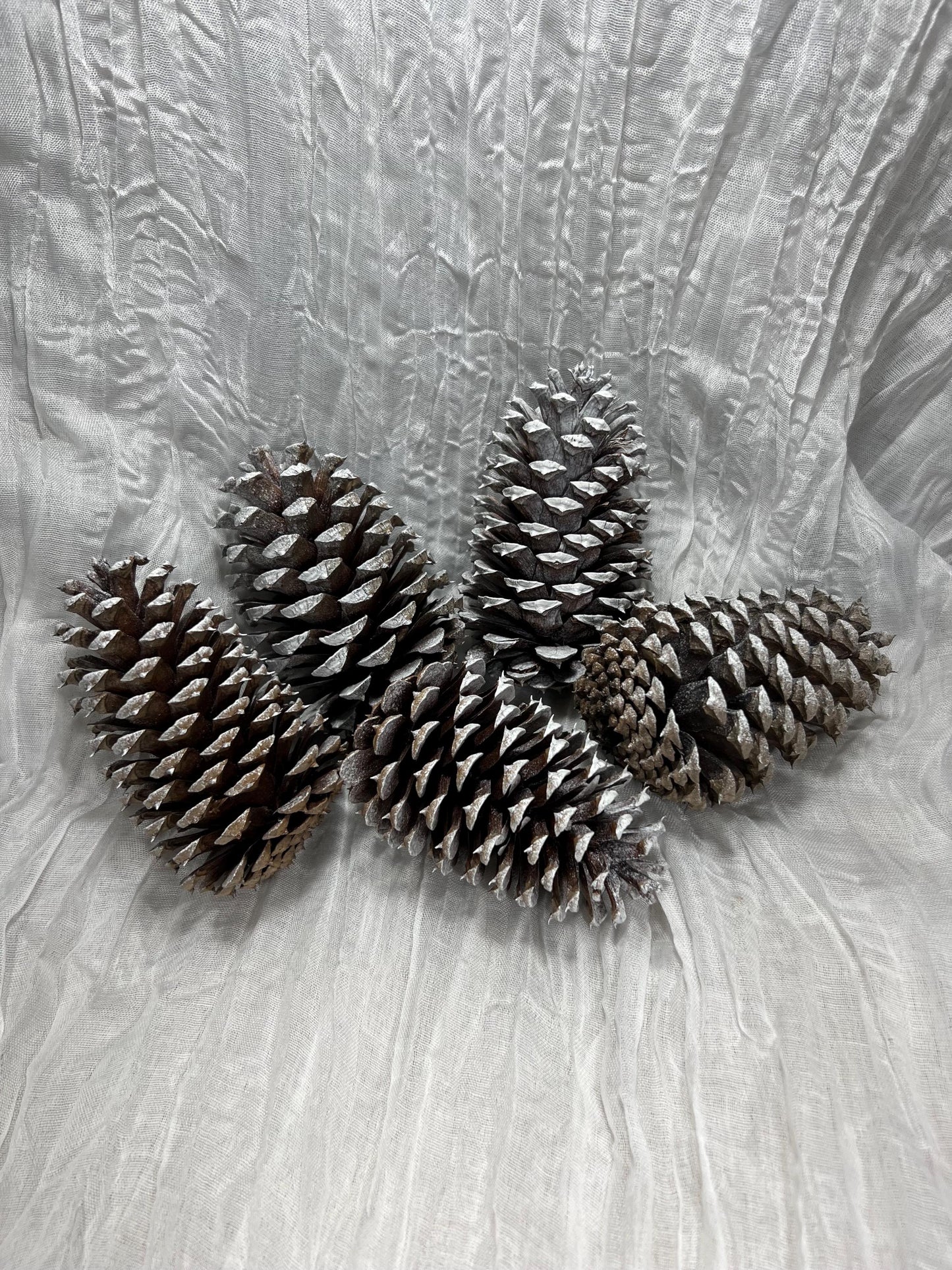 Pine Cone Natural White Pine Cone Gold Wedding Decor Craft Supplies Natural Dried Pine Cones for Home Decor Pine Cone