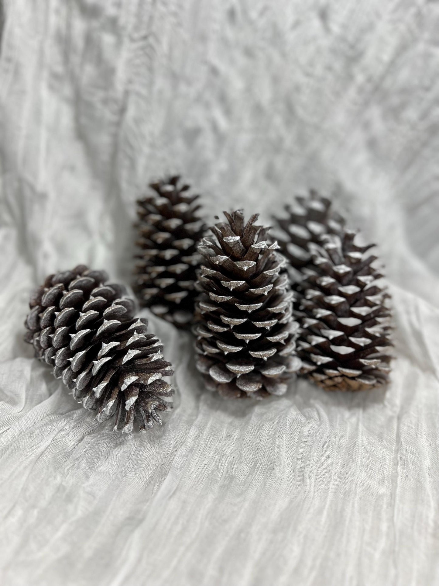 Pine Cone Natural White Pine Cone Gold Wedding Decor Craft Supplies Natural Dried Pine Cones for Home Decor Pine Cone