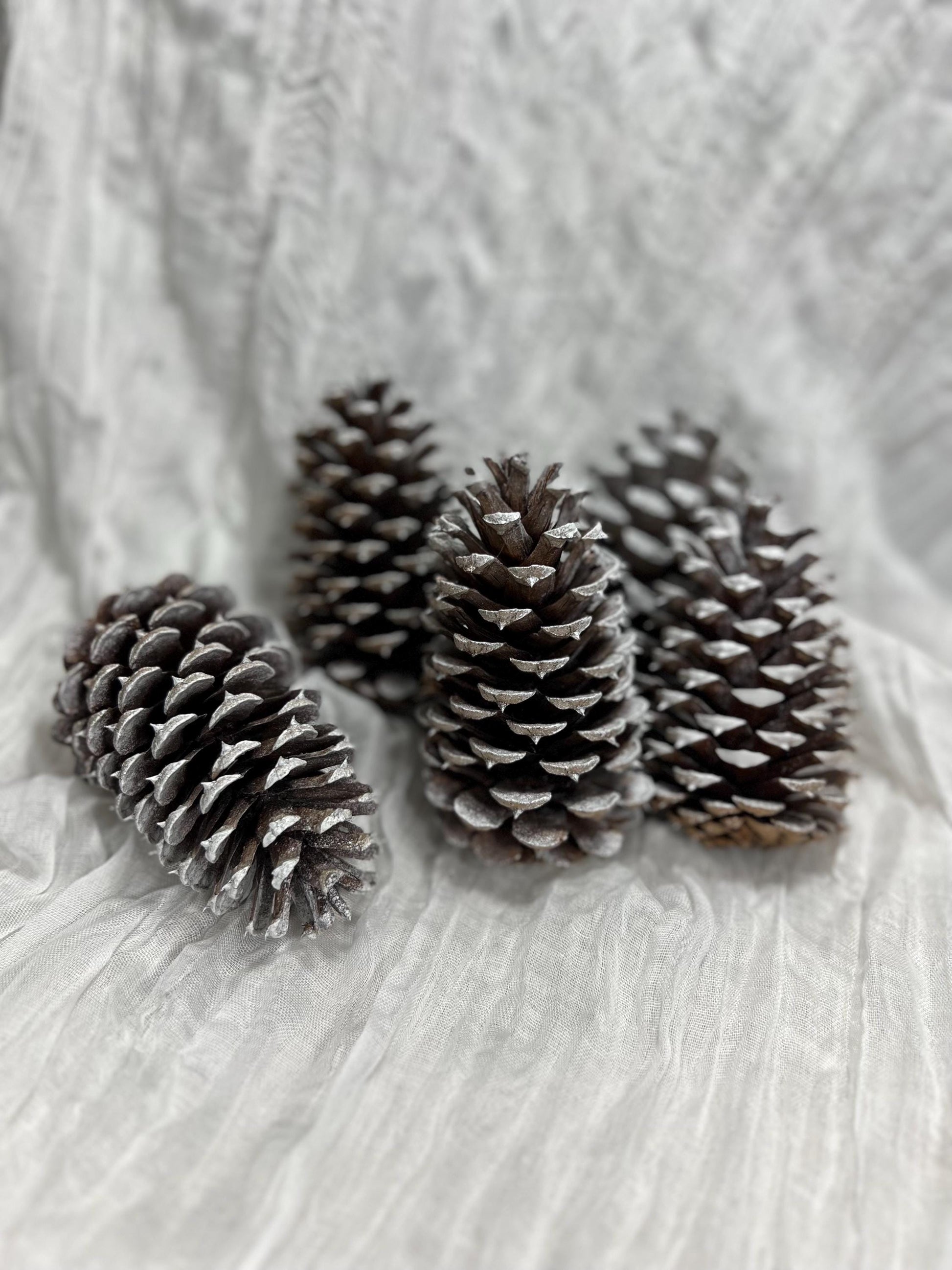 Pine Cone Natural White Pine Cone Gold Wedding Decor Craft Supplies Natural Dried Pine Cones for Home Decor Pine Cone