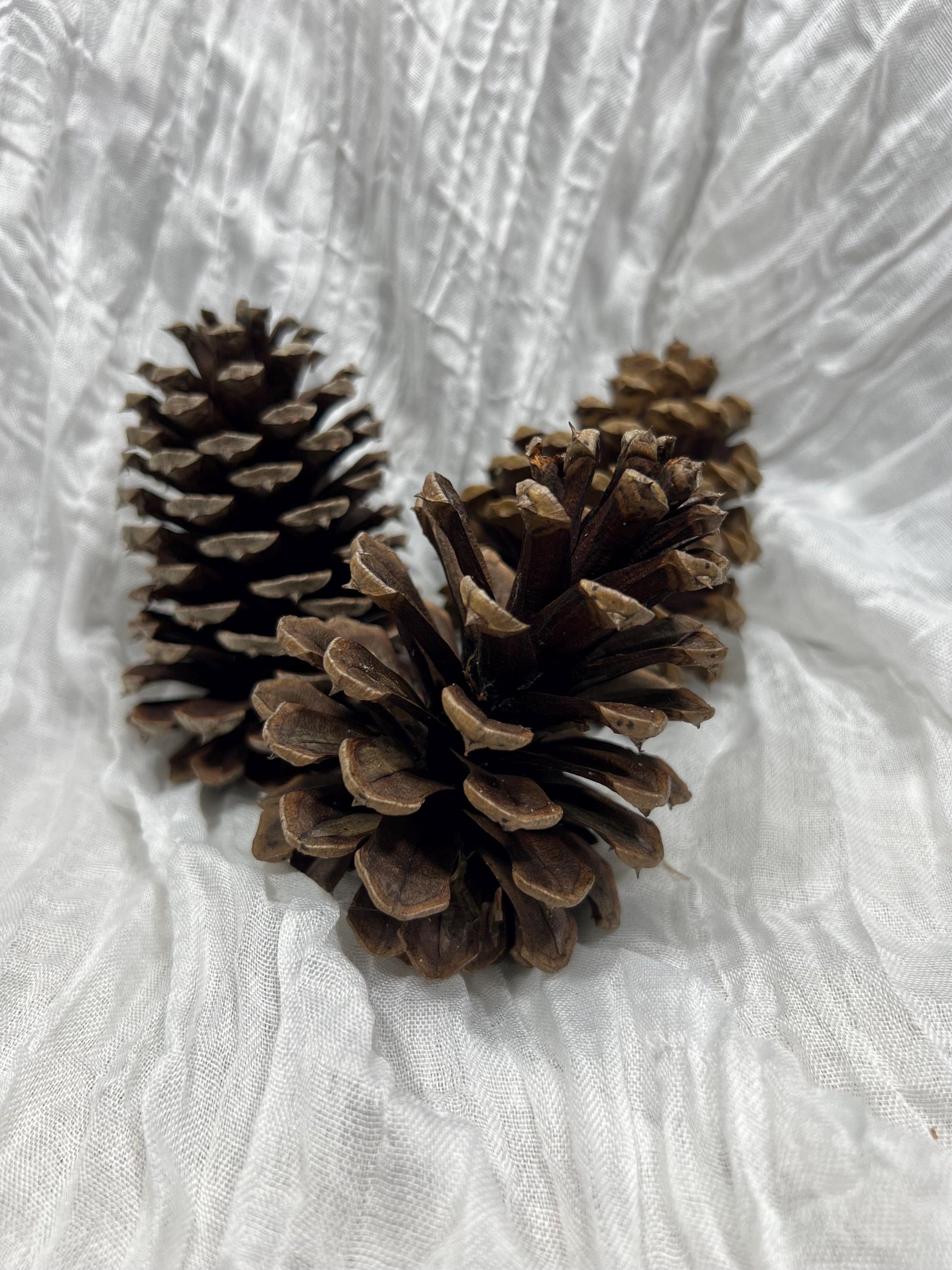 Pine Cone Natural White Pine Cone Gold Wedding Decor Craft Supplies Natural Dried Pine Cones for Home Decor Pine Cone