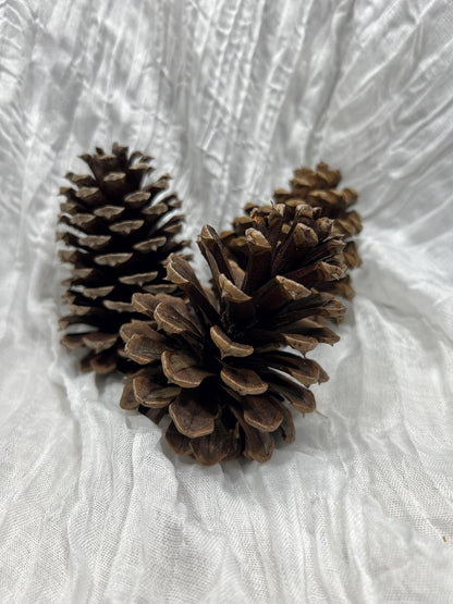 Pine Cone Natural White Pine Cone Gold Wedding Decor Craft Supplies Natural Dried Pine Cones for Home Decor Pine Cone