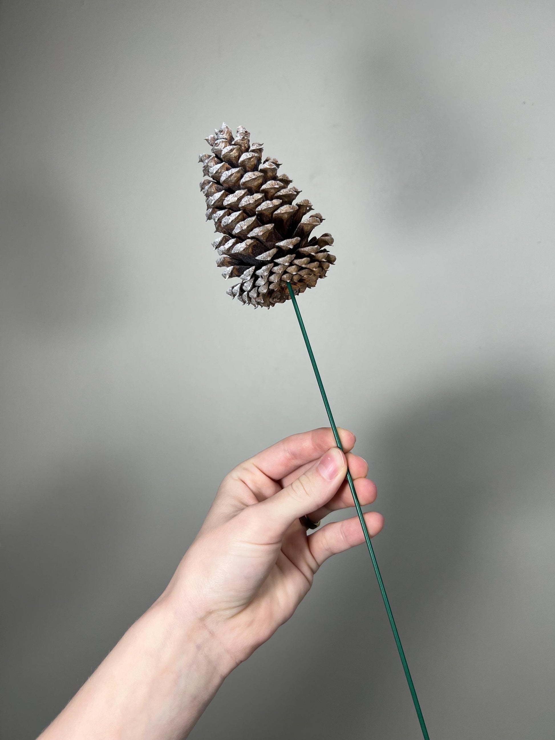 Pine Cone Natural White Pine Cone Gold Wedding Decor Craft Supplies Natural Dried Pine Cones for Home Decor Pine Cone