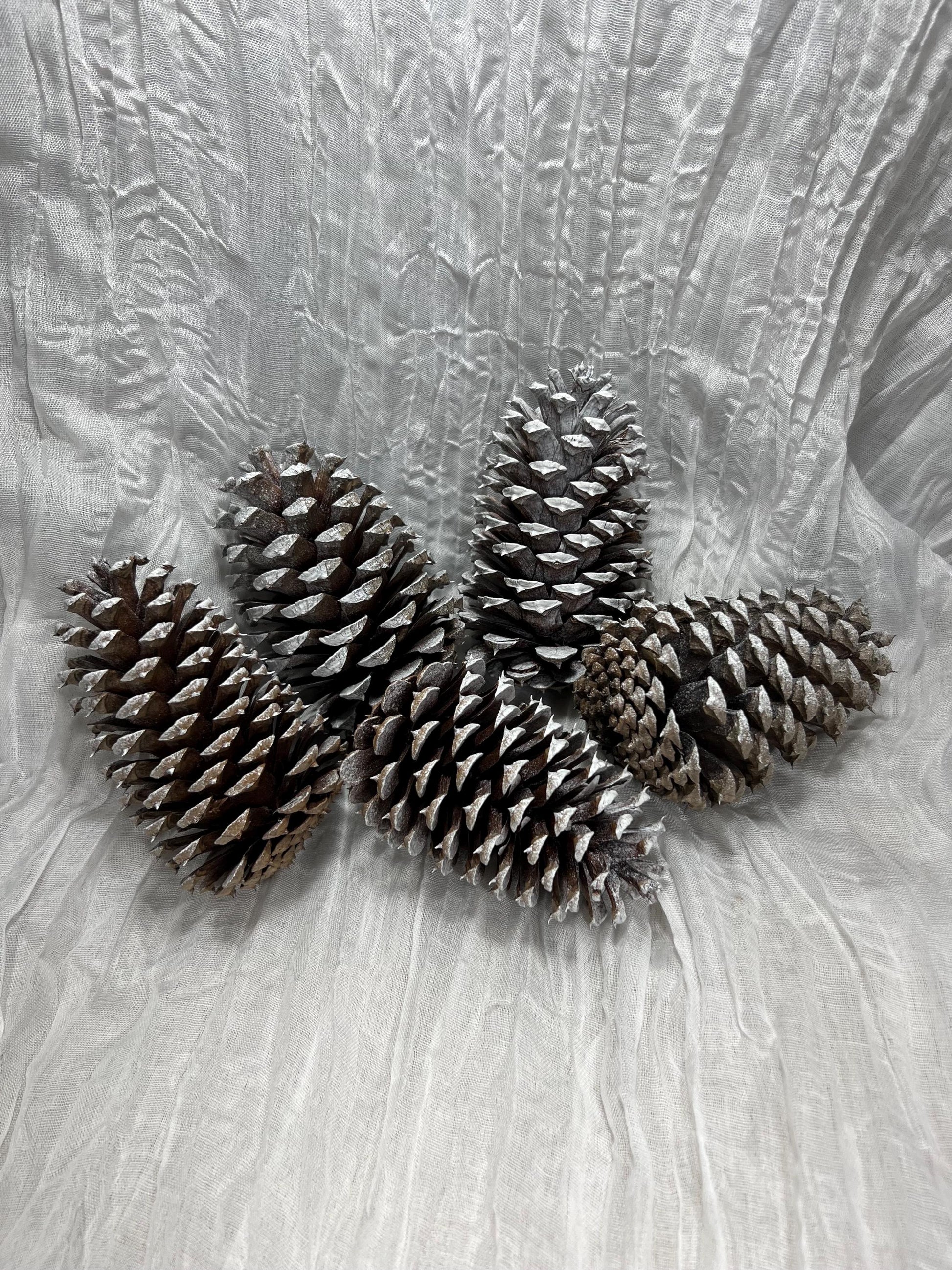 Pine Cone Natural White Pine Cone Gold Wedding Decor Craft Supplies Natural Dried Pine Cones for Home Decor Pine Cone