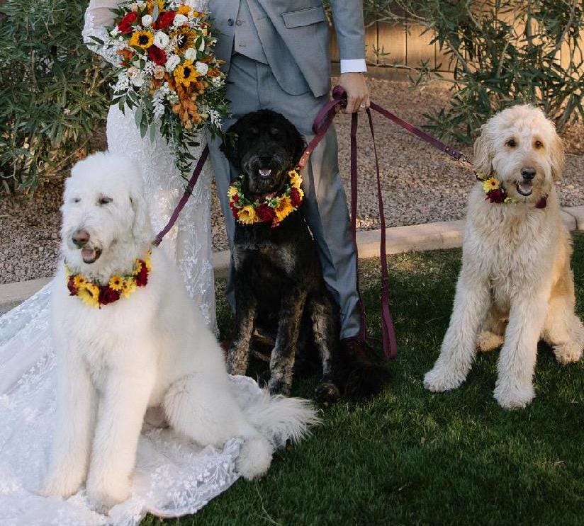 Dog Collar Wedding Sunflower Dog Accessories Collar Sunflowers Burgundy Floral Ring Dog Collar Pet Flower Crown Sunflower Floral Collar Red