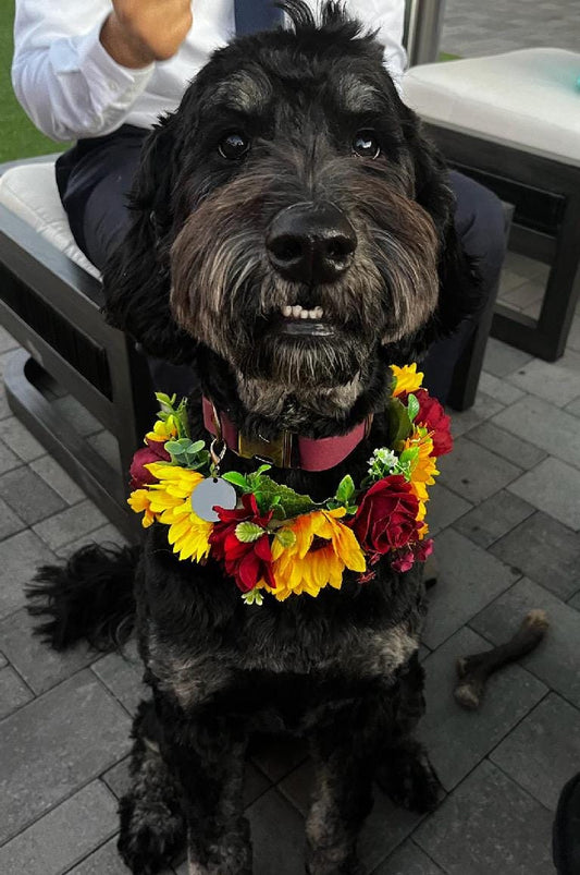 Dog Collar Wedding Sunflower Dog Accessories Collar Sunflowers Burgundy Floral Ring Dog Collar Pet Flower Crown Sunflower Floral Collar Red