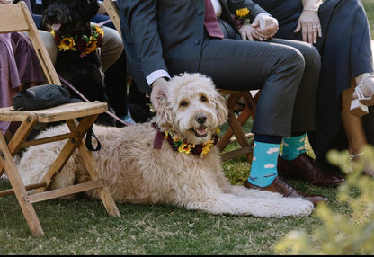 Dog Collar Wedding Sunflower Dog Accessories Collar Sunflowers Burgundy Floral Ring Dog Collar Pet Flower Crown Sunflower Floral Collar Red