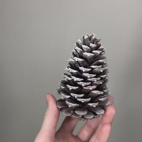 Pine Cone Natural White Pine Cone Gold Wedding Decor Craft Supplies Natural Dried Pine Cones for Home Decor Pine Cone