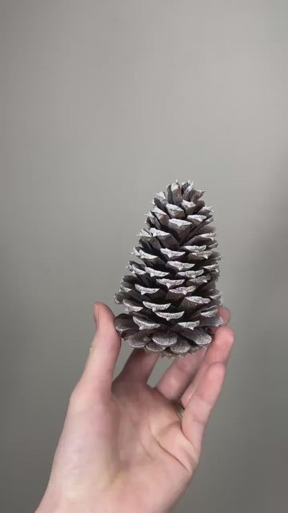 Pine Cone Natural White Pine Cone Gold Wedding Decor Craft Supplies Natural Dried Pine Cones for Home Decor Pine Cone